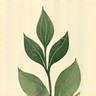 Geraffineerd icoon van twee bladeren die uit een staaf groeien, symbool voor natuurlijke ingrediënten.